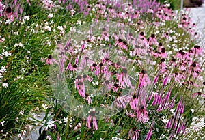 Pink prairie garden perennial flowerbed with a different set of flowers of a flowerbed of a larger plant just flowering