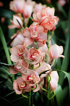 Pink Praying Angels Orchids