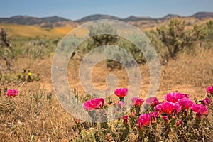 Pink Prickly Pear Cactus In Desert Scene