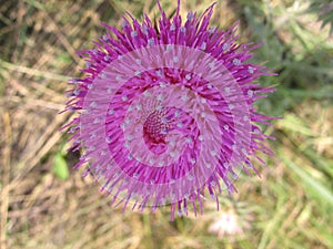 Pink prickly wild Thistle flower with thin petals closeup