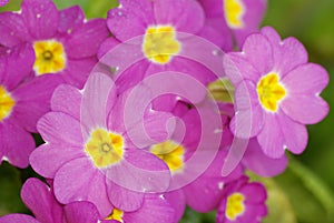 Pink primrose