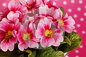 Pink primrose flowers