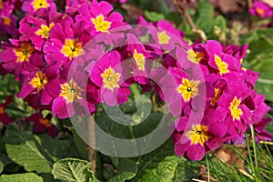 Pink primrose `polianthus` in a flowerbed