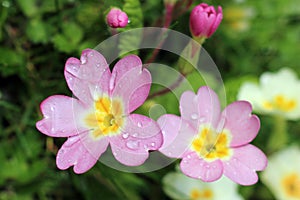 Pink primrose, primula vulgaris sibthorpii