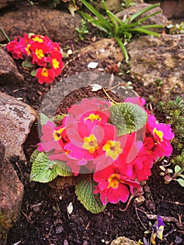 Pink primula in English country garden