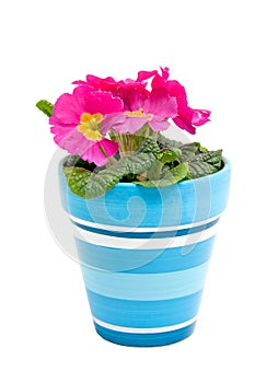 Pink Primula flower in blue pot