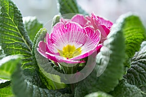 Pink primula hortensis with green leaves in pot, primoses