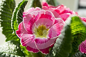 Pink primula hortensis with green leaves in pot, primoses