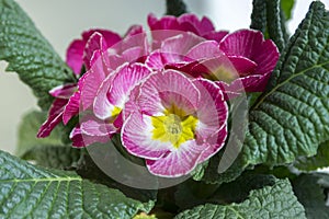 Pink primula hortensis with green leaves in pot, primoses