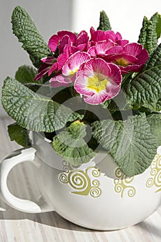 Pink primula hortensis with green leaves in pot, primoses