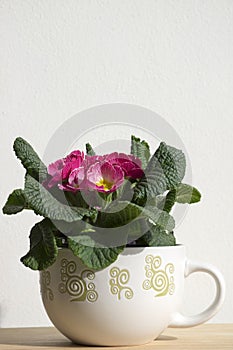 Pink primula hortensis with green leaves in pot, primoses