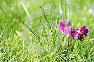 Pink primula in a meadow