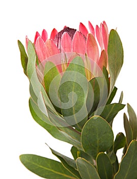 Pink protea