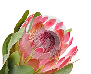 Pink protea