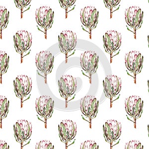 Pink Protea flower watercolor illustration. Seamless pattern design on a white background.