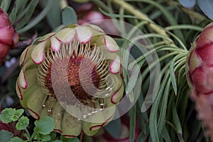 Pink protea flowers, national flower of South Africa