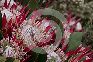 Pink protea flowers, national flower of South Africa