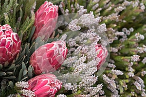 Pink protea flowers, native flower of South Africa