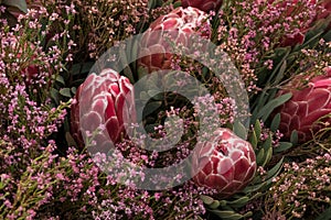 Pink protea flowers, native flower of South Africa