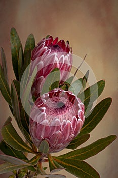 Pink Protea Proteaceae flower