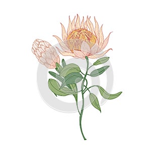 Pink Protea or Sugarbush blooming flowers isolated on white background. Gorgeous detailed drawing of beautiful photo