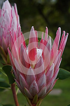 Pink Proteas Flower