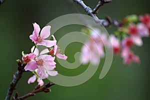 Pink Prunus Campanulata Flower at Park