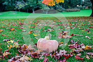 Pink pumpkin on grassy field with changing color autumn leaves