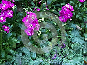 PINK-PURPLE ANGELONIA LAVENDER with green fresh leaves blooming in the garden, winter time of flower blossom in botany garden.