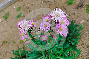 Pink and purple aster flowers photo