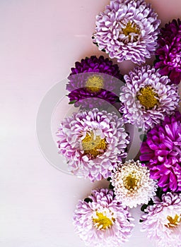 Pink, purple,  aster flowers lie on a pink wooden background. Place for text