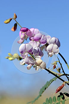 Purple Australian Indigo flowers, buds and pods, Indigofera australis, family fabaceae