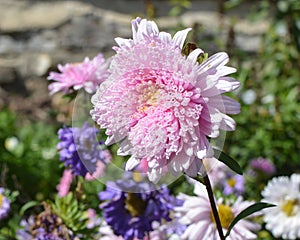 Pink and Purple Bachelor Button Flowers