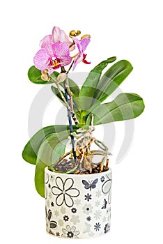 Pink, purple branch orchid flowers, vase, flowerpot, Orchidaceae, Phalaenopsis known as the Moth Orchid, abbreviated Phal.