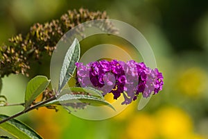 Pink Purple Buddleja Flower in Autumn photo