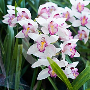 Pink and purple cattleya orchid