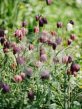 Pink-and-purple-chequered flowers of the Snake`s-head Fritillary