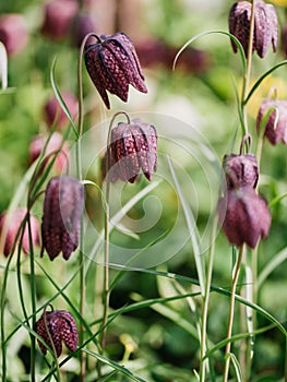 Pink-and-purple-chequered flowers of the Snake`s-head Fritillary