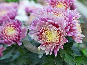 Pink-purple Chrysanthemum closeup