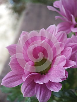 Beautifull Crysanthemum flower, closeup defocused view on blurred background, for background banner purposes.