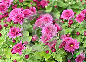 pink, purple or chrysanthemum plants in flower garden Bushes of burgundy chrysanthemums garden or park outdoor