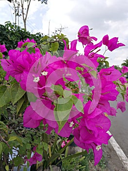 Pink purple chrysanthemum standing from the bush for Valentine, closed-up