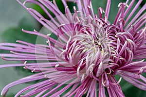 The pink purple chrysanthemums with thin and long petals opened photo