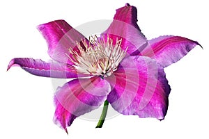 Pink and purple clematis isolated