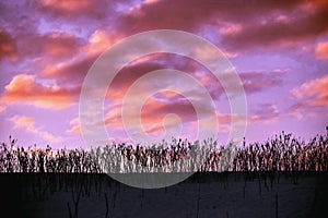Pink and Purple Cloudy Sky with Plant Silhouette