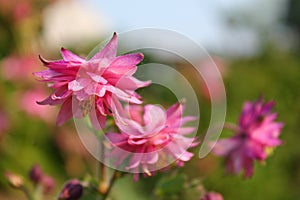 Pink purple columbine Aquilegia formosa . Canadian columbine or aquilegia beautiful wild flower of western