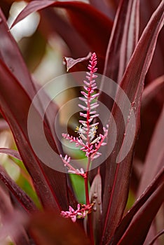 Pink or Purple Cordyline Fruticosa Flower
