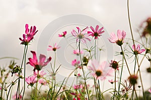 Pink and Purple Cosmos hybrid flower bloom on blur background under cloudy white sky