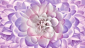 Pink-purple dahlia flower. Floral background. Closeup. View from above.