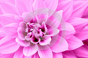 Pink purple dahlia flower macro photo. Color picture emphasizing pink shades and reddish shadows photo